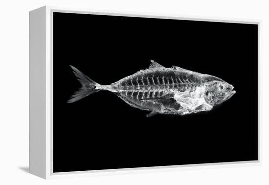 Fish X Ray-antpkr-Framed Premier Image Canvas