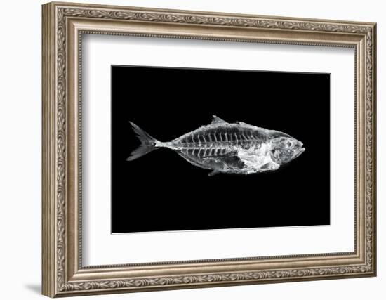 Fish X Ray-antpkr-Framed Photographic Print