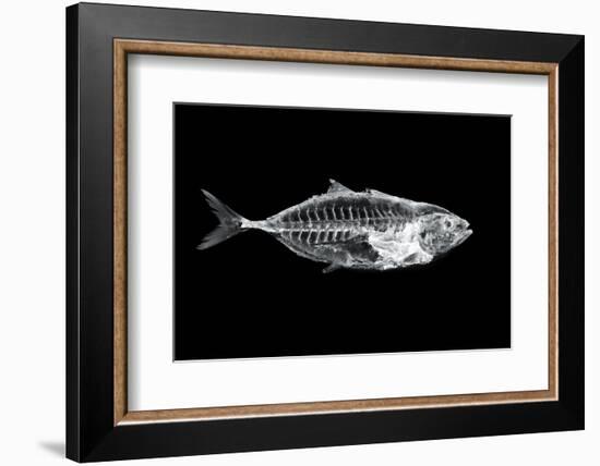 Fish X Ray-antpkr-Framed Photographic Print