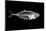 Fish X Ray-antpkr-Mounted Photographic Print