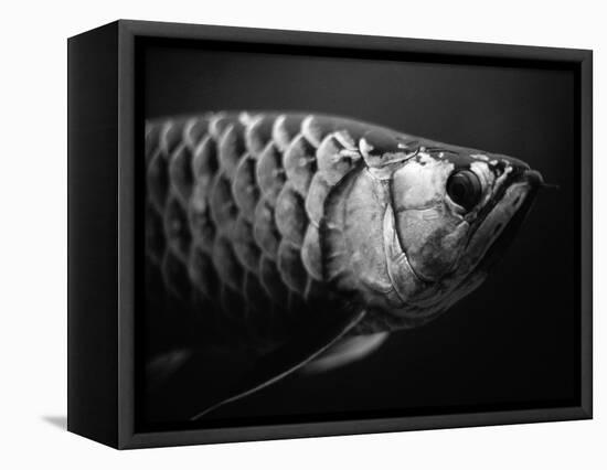 Fish-Henry Horenstein-Framed Premier Image Canvas