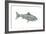 Fish-Wendy Edelson-Framed Giclee Print