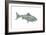 Fish-Wendy Edelson-Framed Giclee Print