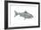 Fish-Wendy Edelson-Framed Giclee Print