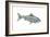 Fish-Wendy Edelson-Framed Giclee Print