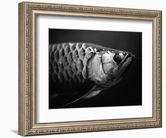 Fish-Henry Horenstein-Framed Photographic Print