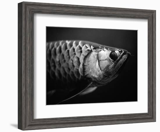 Fish-Henry Horenstein-Framed Photographic Print