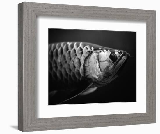 Fish-Henry Horenstein-Framed Photographic Print