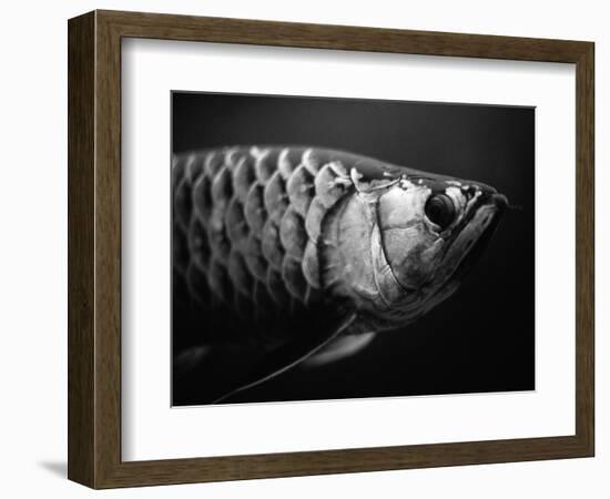 Fish-Henry Horenstein-Framed Photographic Print