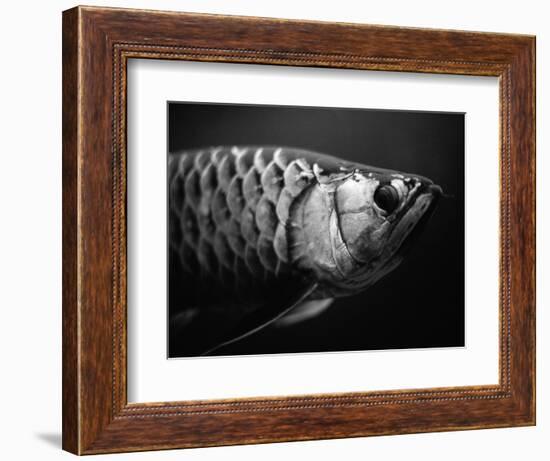 Fish-Henry Horenstein-Framed Photographic Print