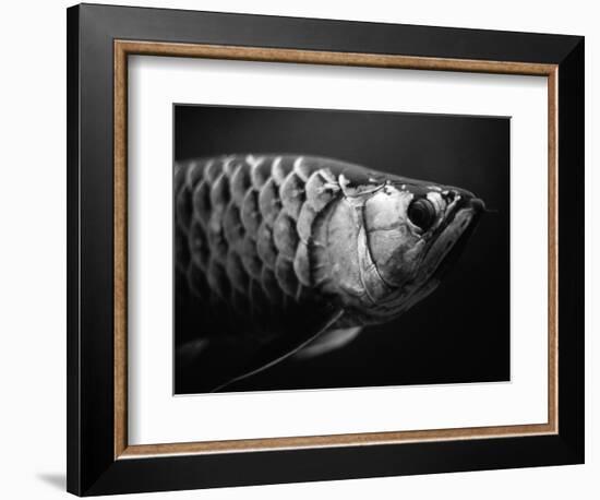 Fish-Henry Horenstein-Framed Photographic Print