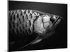 Fish-Henry Horenstein-Mounted Photographic Print