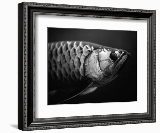 Fish-Henry Horenstein-Framed Photographic Print