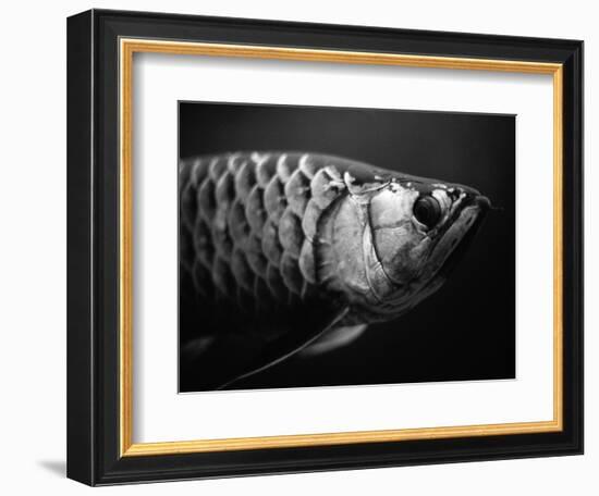 Fish-Henry Horenstein-Framed Photographic Print