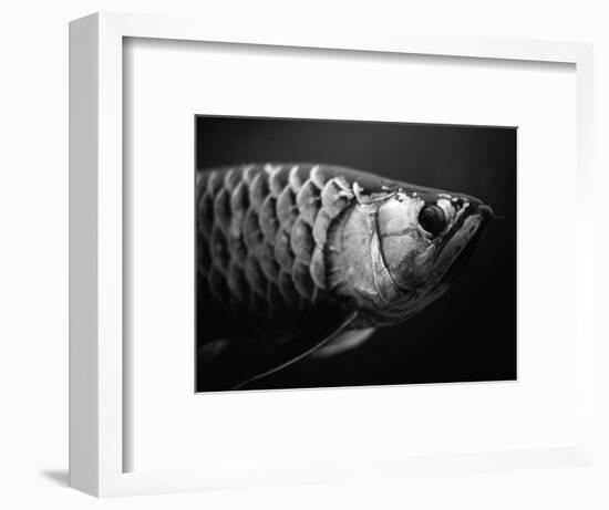 Fish-Henry Horenstein-Framed Photographic Print