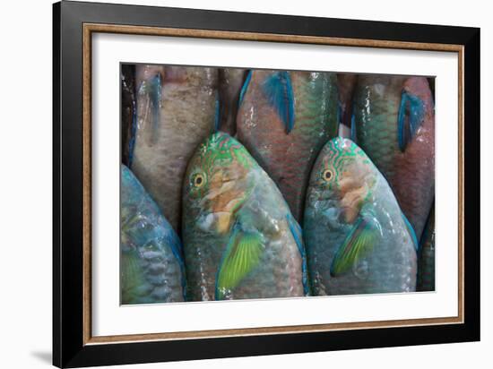 Fish-Karine Aigner-Framed Photographic Print