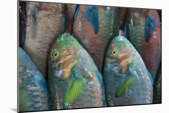 Fish-Karine Aigner-Mounted Photographic Print