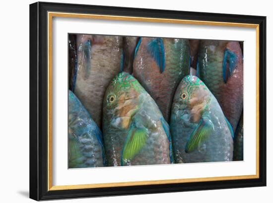 Fish-Karine Aigner-Framed Photographic Print