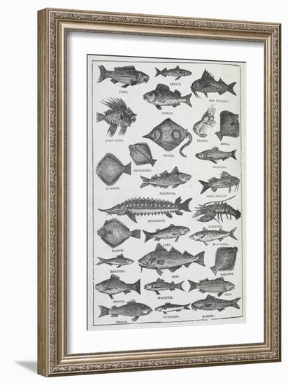 Fish-Isabella Beeton-Framed Giclee Print