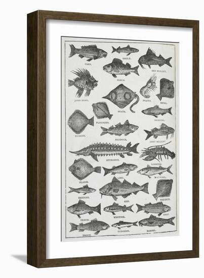 Fish-Isabella Beeton-Framed Giclee Print