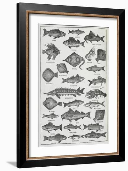 Fish-Isabella Beeton-Framed Giclee Print