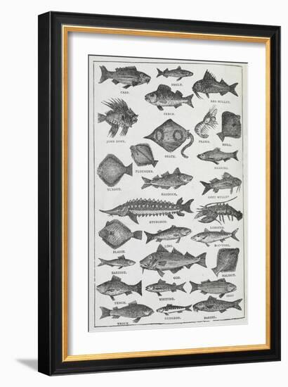 Fish-Isabella Beeton-Framed Giclee Print