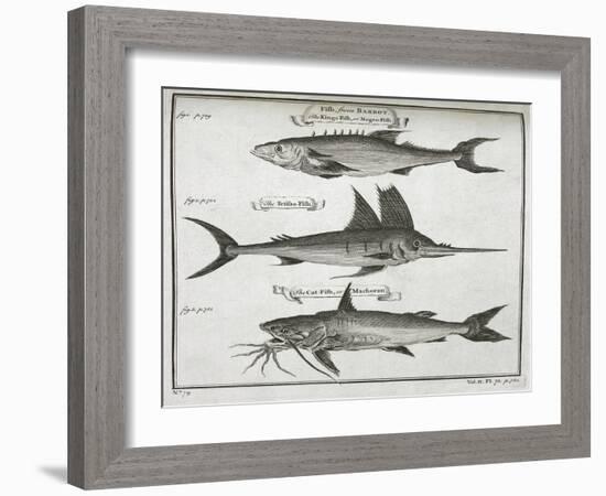 Fish-null-Framed Giclee Print