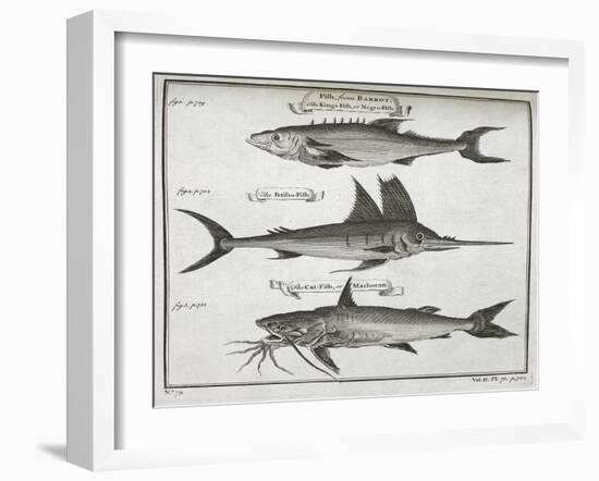 Fish-null-Framed Giclee Print