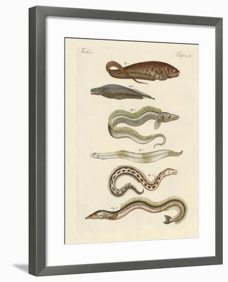 Fish-null-Framed Giclee Print