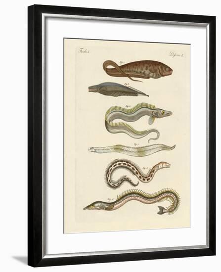 Fish-null-Framed Giclee Print