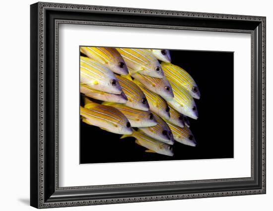 Fish-Ilan Ben Tov-Framed Photographic Print