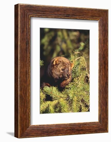 Fisher in Pine Tree-DLILLC-Framed Photographic Print