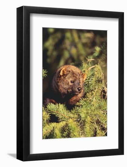 Fisher in Pine Tree-DLILLC-Framed Photographic Print