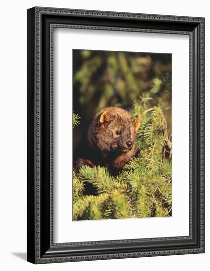 Fisher in Pine Tree-DLILLC-Framed Photographic Print