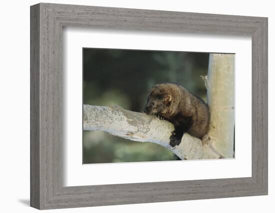Fisher in Tree-DLILLC-Framed Photographic Print