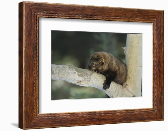 Fisher in Tree-DLILLC-Framed Photographic Print