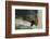 Fisher in Tree-DLILLC-Framed Photographic Print