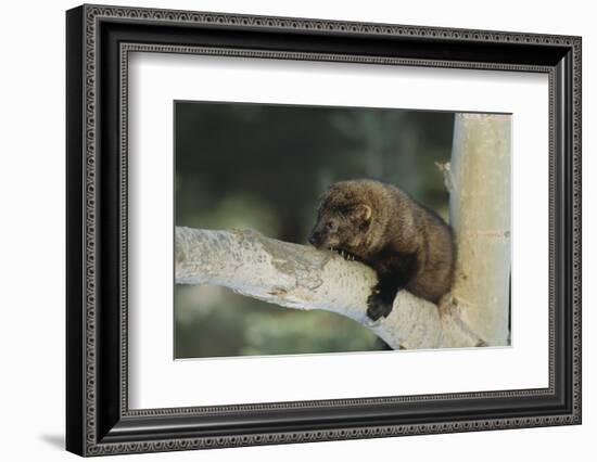 Fisher in Tree-DLILLC-Framed Photographic Print