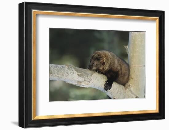 Fisher in Tree-DLILLC-Framed Photographic Print