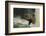 Fisher in Tree-DLILLC-Framed Photographic Print