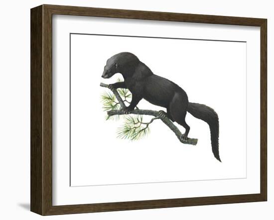 Fisher (Martes Pennanti), Mammals-Encyclopaedia Britannica-Framed Art Print