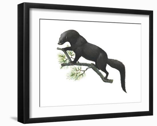 Fisher (Martes Pennanti), Mammals-Encyclopaedia Britannica-Framed Art Print