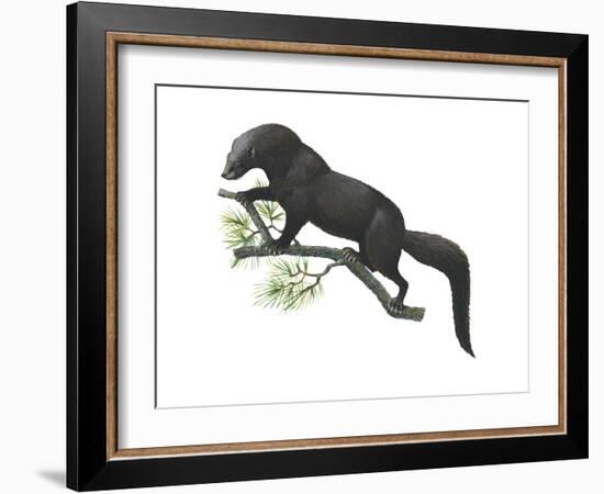 Fisher (Martes Pennanti), Mammals-Encyclopaedia Britannica-Framed Art Print