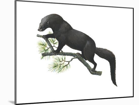 Fisher (Martes Pennanti), Mammals-Encyclopaedia Britannica-Mounted Art Print