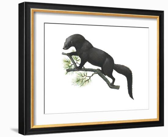 Fisher (Martes Pennanti), Mammals-Encyclopaedia Britannica-Framed Art Print