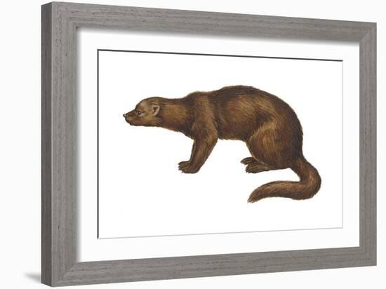 Fisher (Martes Pennanti), Mammals-Encyclopaedia Britannica-Framed Art Print