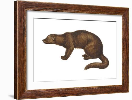 Fisher (Martes Pennanti), Mammals-Encyclopaedia Britannica-Framed Art Print