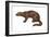 Fisher (Martes Pennanti), Mammals-Encyclopaedia Britannica-Framed Art Print