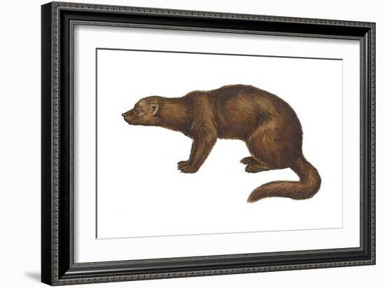Fisher (Martes Pennanti), Mammals-Encyclopaedia Britannica-Framed Art Print