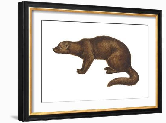 Fisher (Martes Pennanti), Mammals-Encyclopaedia Britannica-Framed Art Print